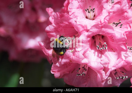Angleterre, Royaume-Uni. Une abeille recouverte de pollen sur un Rhododendron 'Pink Pearl' fleur au printemps Banque D'Images