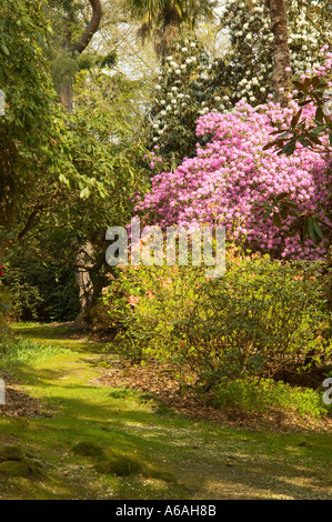 Les azalées et rhododendrons en fleurs au printemps à Leonardslee Gardens, West Sussex, Angleterre Banque D'Images