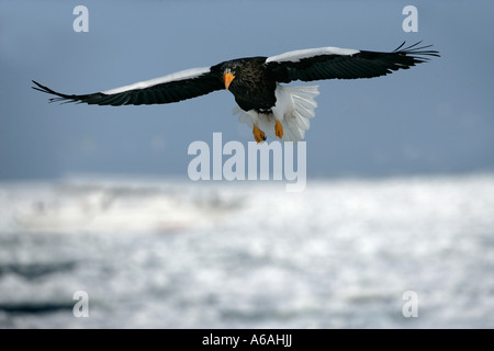 L'aigle de mer de Steller Haliaeetus pelagicus Japon Banque D'Images
