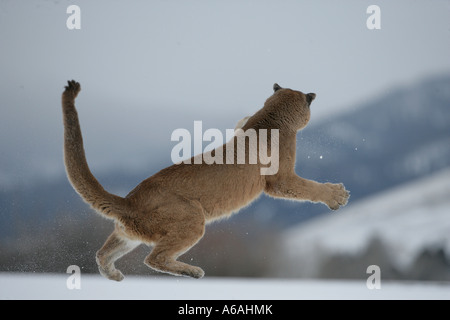 Puma ou Lion de montagne Puma concolor Banque D'Images