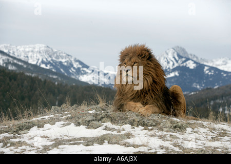 Barbary lion Panthera leo leo Banque D'Images