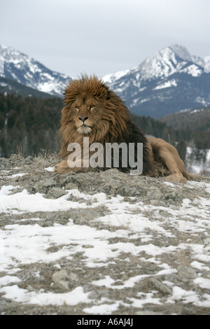 Barbary lion Panthera leo leo Banque D'Images