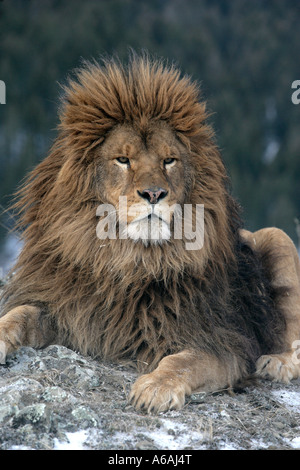 Barbary lion Panthera leo leo Banque D'Images