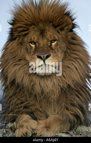 Barbary lion Panthera leo leo Banque D'Images