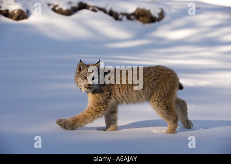 Les lynx Lynx lynx canadensis Banque D'Images