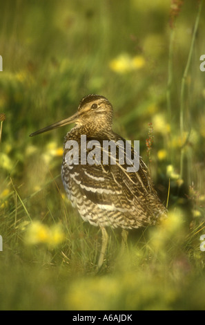 Bécassine double Gallinago media Pologne Banque D'Images