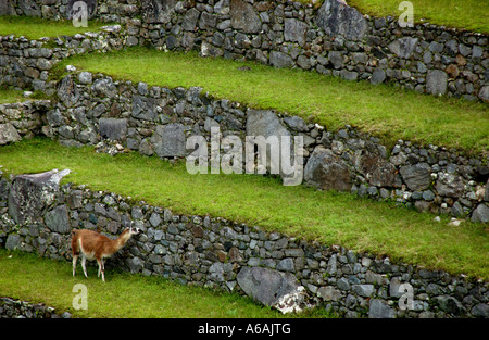 Un lama au site Inca Archealogical de Machu Picchu au Pérou Amérique du Sud Banque D'Images