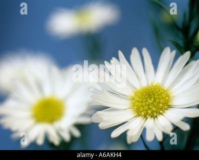 Les marguerites blanches Michaelmas 'Aster novi belgii' concentré sur le premier plan fleur en gros plan sur un fond bleu Banque D'Images