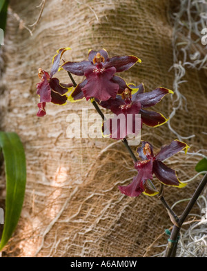 Un Odontocidium Orchidée Enid Haupt Conservatory à New York Botanical Gardens Bronx New York City NY U Banque D'Images