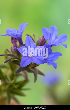 Lithospermum étend Heavenly Blue in close up Banque D'Images