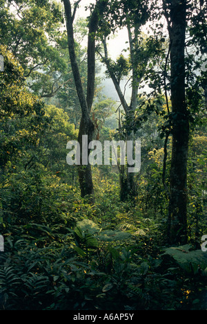 La Chine, le Yunnan, Xishuangbanna, Jinghong, généralement de section dense forêt tropicale de mousson tropicale naturelle Banque D'Images