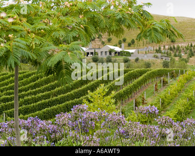 Rangées de vignes Vitis Vinifera poussant dans un vignoble Banque D'Images