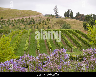 Rangées de vignes Vitis Vinifera poussant dans un vignoble Banque D'Images