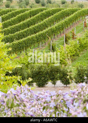 Rangées de vignes Vitis Vinifera poussant dans un vignoble avec d'autres plantations Banque D'Images