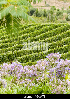 Rangées de vignes Vitis Vinifera poussant dans un vignoble avec d'autres plantations Banque D'Images