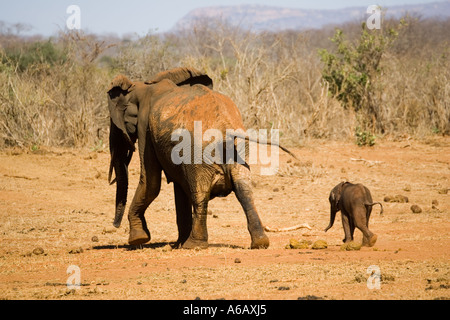 Avec l'éléphant vache veau juste sauvé de l'eau artificiel trou au sanctuaire de rhinocéros Ngulia dans le parc national de Tsavo Ouest Kenya Banque D'Images