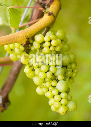 Bande de Vitis Vinifera chardonnay vin blanc sur une maturation grapevine Banque D'Images