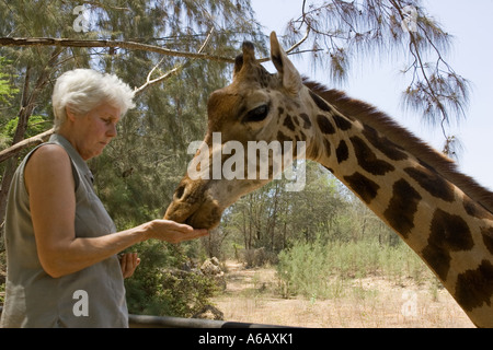 Alimentation tourisme giraffe Giraffa camelopardalis domestiqués à Haller Park près de Mombasa Kenya Bamburi Cement Banque D'Images