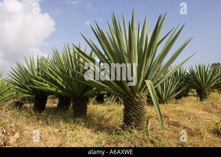 Plantation de sisal près de Mombasa sur la côte du Kenya Banque D'Images