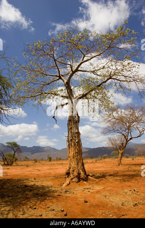 Baobab montrant écorce enlevée par elephant Parc national de Tsavo Ouest Kenya Banque D'Images