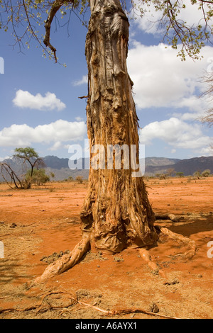 Tronc de baobab montrant écorce enlevée par elephant Parc national de Tsavo Ouest Kenya Banque D'Images