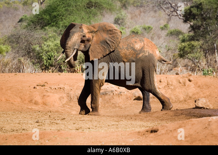 L'éléphant en colère dont la vache très jeune génisse a fallenl dans un trou d'eau dans le parc national de Tsavo Ouest Kenya Banque D'Images
