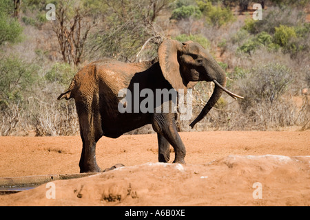 L'éléphant en colère dont la vache très jeune génisse a fallenl dans un trou d'eau dans le parc national de Tsavo Ouest Kenya Banque D'Images