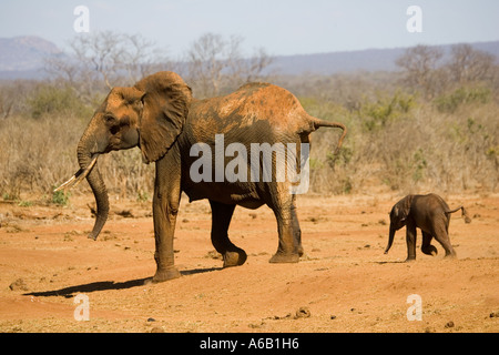 L'éléphant d'Afrique avec 4 mois de vache veau qu'elle vient tout juste sauvé d'un trou d'eau dans le parc national de Tsavo Ouest Kenya Banque D'Images