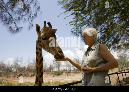 Alimentation tourisme giraffe Giraffa camelopardalis domestiqués à Haller Park près de Mombasa Kenya Bamburi Cement Banque D'Images