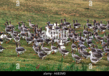 France la vallée de la Dordogne reproduction de la Bernache du Périgord pour les Fois gras. Terres agricoles dans la campagne française en automne Banque D'Images