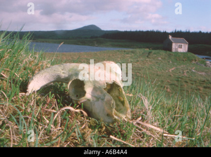 Moutons dans le champ du crâne en Irlande Banque D'Images