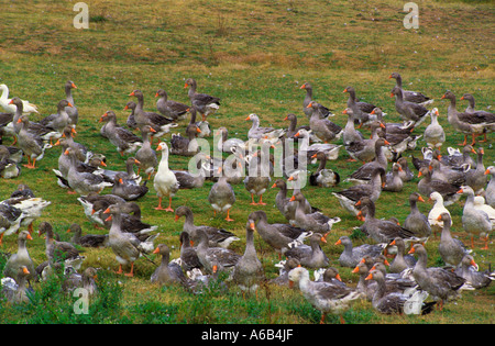 Oies dans une ferme de fois gras. Élevage d'oies du Périgord. Agriculture et agriculture en Dordogne France. Agriculture et gastronomie Banque D'Images