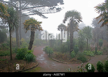 Jardins tropicaux Alum Chine dans la brume, Bournemouth, Dorset, UK. L'Europe Banque D'Images