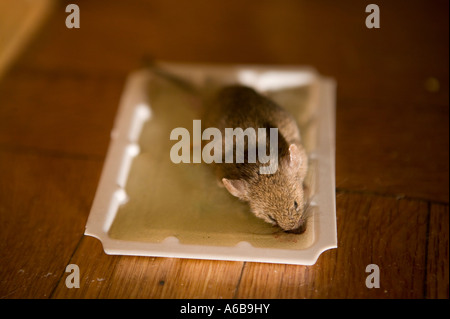 Dead mouse pris dans un piège à colle collante sur un sol en bois Banque D'Images