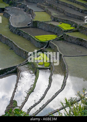 Réflexions et nouveau riz Batad village Site du patrimoine mondial de l'UNESCO aux Philippines Banque D'Images