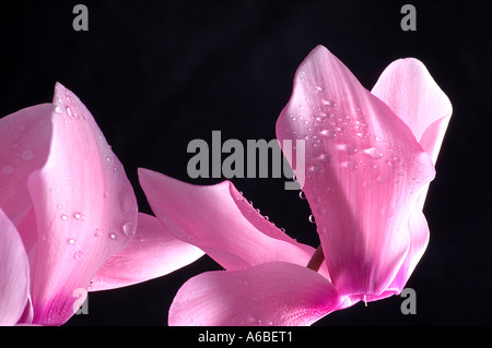 Cyclamen Banque D'Images