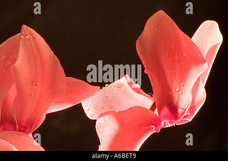 Cyclamen Banque D'Images