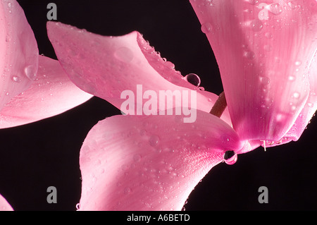 Cyclamen Banque D'Images