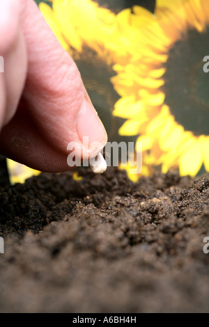 Close up of hand la plantation d'une graine de tournesol dans le sol dans un bac de semences prêt à être placé dans un propogator et les émissions dans le sprin Banque D'Images