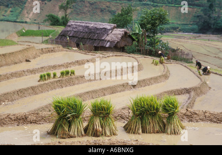 Les plants de riz dans une rizière en terrasse Lao Cai Province Vietnam Banque D'Images