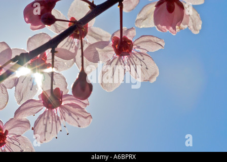 Fleur rose en contre-jour sur un arbuste ornemental Banque D'Images