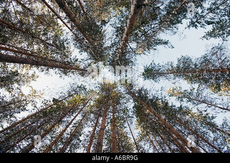 À la recherche jusqu'à travers les branches des grands pins d'un ciel bleu clair Banque D'Images