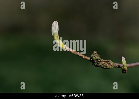 Alisier TORMINAL sorbus torminalis Banque D'Images