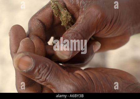 Une mise au point sélective close up color image horizontale d'un Jamaïcain mans mains préparer pot pour être intégrés à une co Banque D'Images