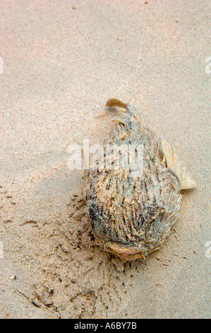 Verticale de l'image couleur d'un poisson porc-épic morts échoués sur la plage et recouvert de sable Banque D'Images