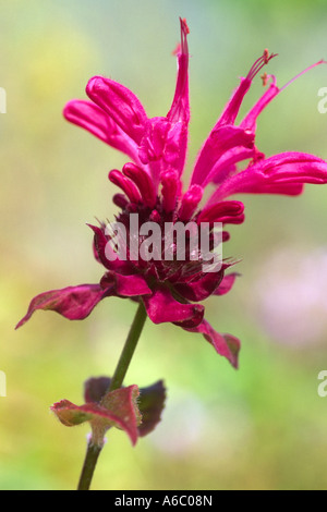 Fleurs de bergamote ou monarde (Monarda didyma). Variété de jardin. Banque D'Images