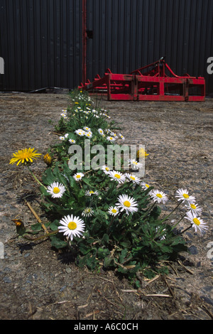 Pâquerettes (Bellis perennis) croissance et la floraison grâce à une fissure dans le béton sur une ferme. Powys, Pays de Galles, Royaume-Uni. Banque D'Images