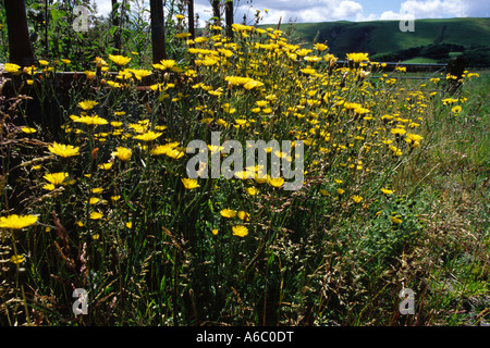 Bon Hawksbeard (Crepis capillaris) floraison dans une basse-cour. Powys, Pays de Galles, Royaume-Uni. Banque D'Images