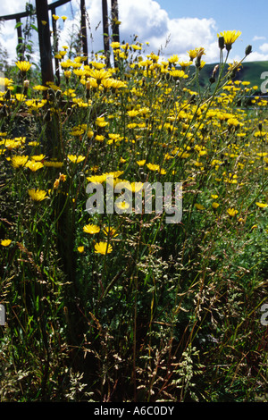 Bon Hawksbeard (Crepis capillaris) floraison dans une basse-cour. Powys, Pays de Galles, Royaume-Uni. Banque D'Images