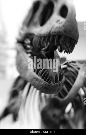 Stock photo du squelette de Tyrannosaurus rex, montrant sa grosse tête et des dents pointues. Banque D'Images